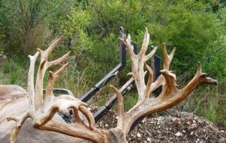 Ox Hunting Ranch Image