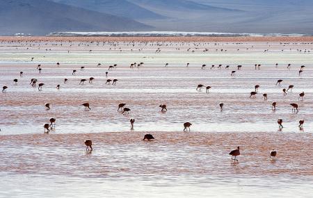 Laguna Colorada Image