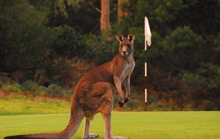 Anglesea Golf Club Image