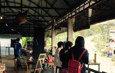 Doi Chang Coffee Farm Image