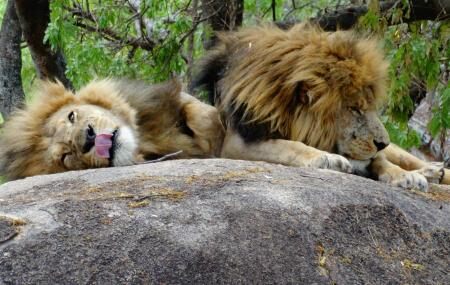Lion And Cheetah Park Image