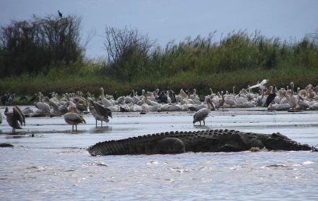 Nechisar National Park Image