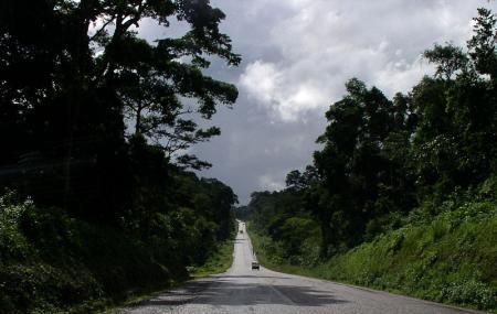 Mabira Forest Image