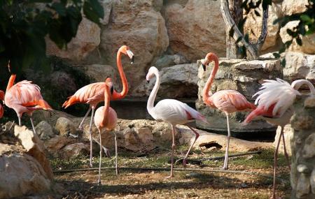 Pafos Zoo Image