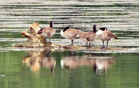 Seven Islands State Birding Park Image