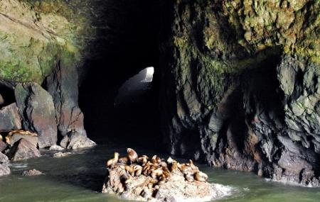 Sea Lion Caves Image