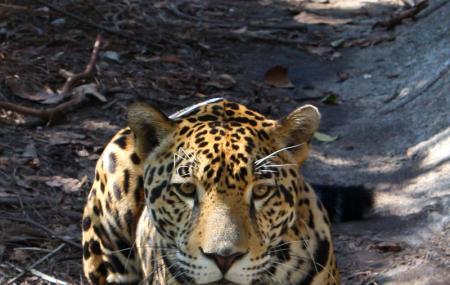The Belize Zoo Image