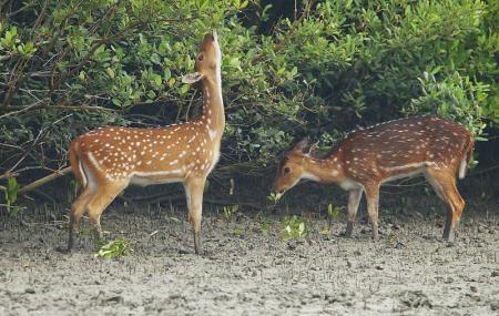 Bhitarkanika National Park Image