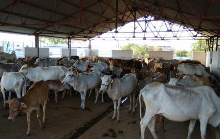 Hariom Baba Gaushala Aashram Trust Lasanpur Nagpur Image