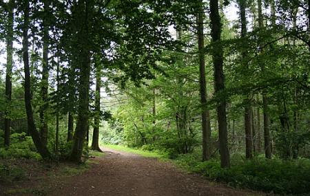 Cann Woods Image
