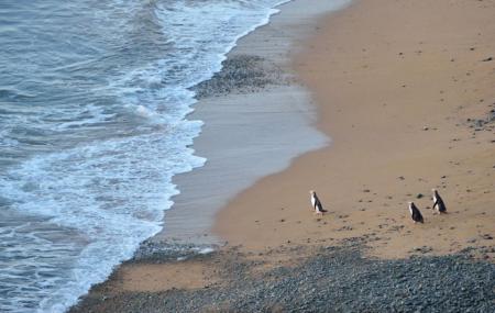 Bushy Beach Scenic Reserve Image