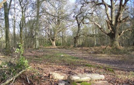 National Trust - Bookham Commons Image