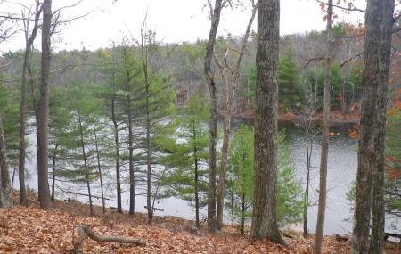 Bluestone Wild Forest Image