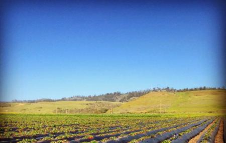 Swanton Berry Farm Image