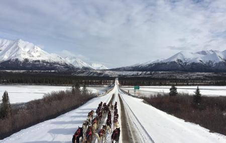 Black Spruce Dog Sledding Image