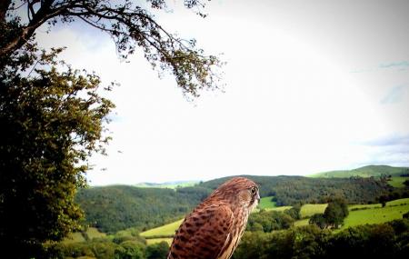 Falconry Experience Wales Image