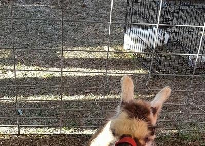 Two By Two Petting Zoo Image