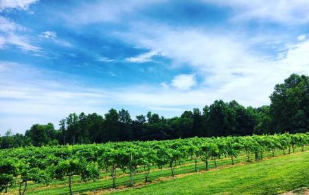 The Natchez Hills Vineyard (middle Tennessee Wedding Venue) Image