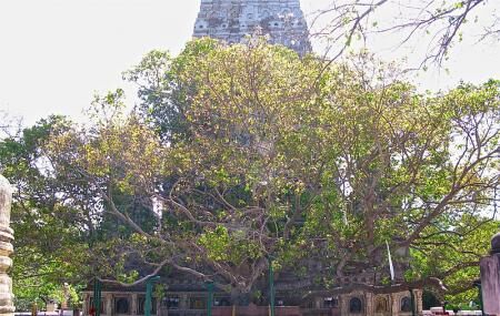 Bodhi Tree (bodhgaya) Image