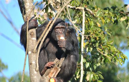 Jane Goodall Chimpanzee Eden Sanctuary Image