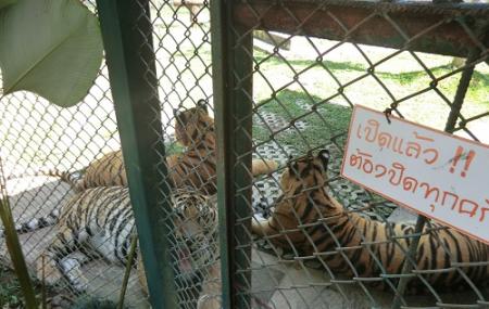 Tiger Kingdom Mae Rim Chiang Mai Image