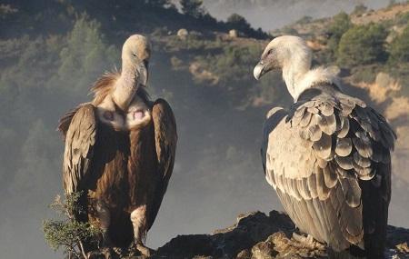 Birding In Spain Image