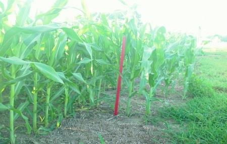 Corn Dawgs Corn Maze Image