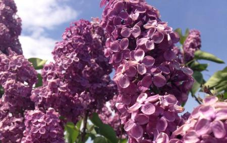 Centennial Lilac Garden Image
