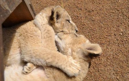 Ukutula Lion Park Image