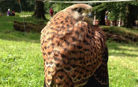 Cumberland Bird Of Prey Centre (thurstonfield) Image