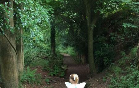 Secret Forest, Stockwood Scowles Image