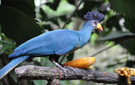 Kibira National Park Image
