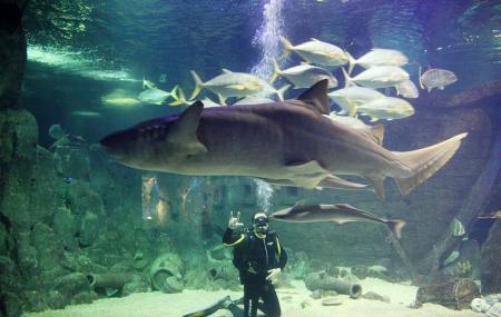 Sochi Discovery World Aquarium Image