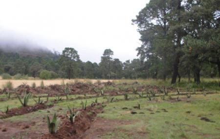 Jardin De Mayahuel Image
