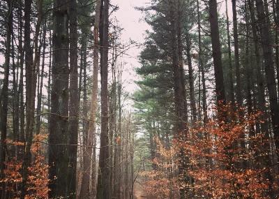 Morgan-monroe State Forest Image