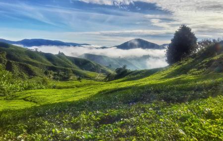 Cameron Highlands Discover The History Image