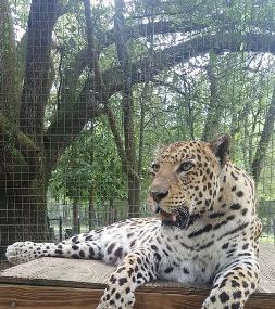 Wildlife Survival Sanctuary Image