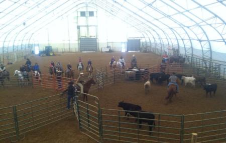 Kentucky Cowtown Image