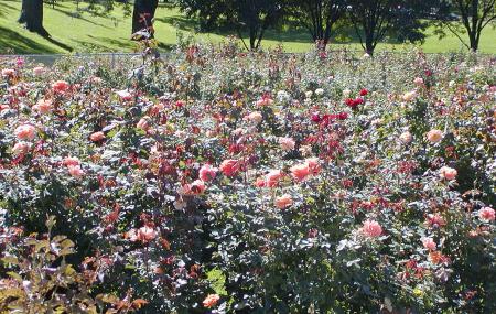 Lake Harriet Rose Garden Image