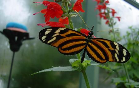 Wings Of Mackinac Butterfly Conservatory Image