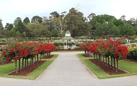 Victoria State Rose Garden Image