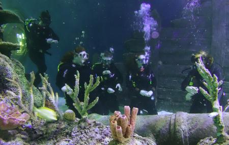 Skegness Aquarium Image