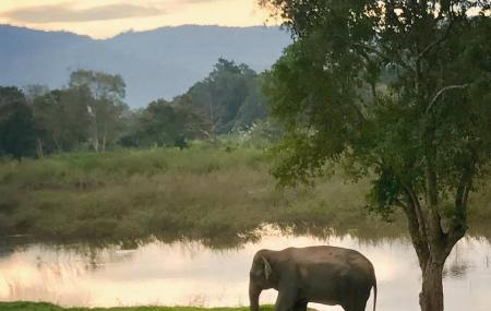Golden Triangle Asian Elephant Foundation Image