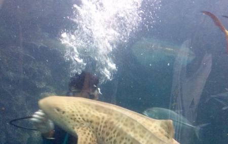 Phuket Aquarium Image