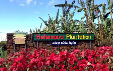 Helemano Plantation Image