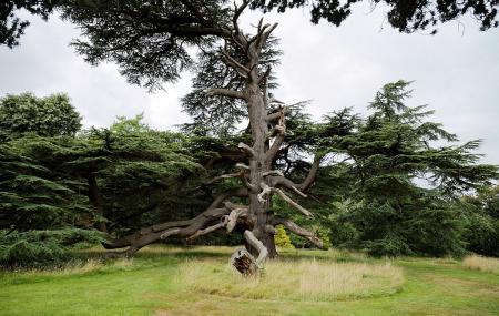 Goodnestone Park Gardens Image
