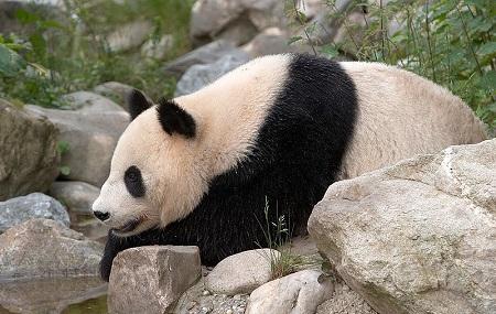 Schonbrunn Zoo Image