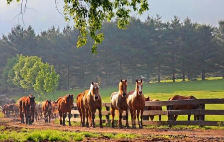 Dillard House Stables Image