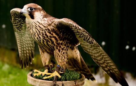 North East Falconry Visitors Centre, Huntly | Ticket Price | Timings ...