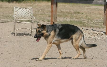 Bandix Dog Park Image